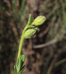 Hibbertia polystachya