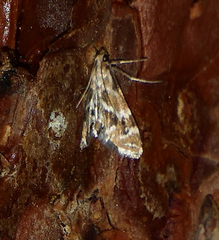 Petrophila avernalis