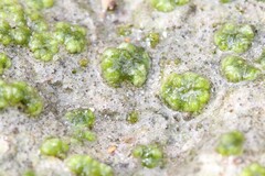 Monocarpus sphaerocarpus