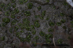 Monocarpus sphaerocarpus