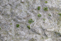 Monocarpus sphaerocarpus