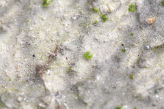 Monocarpus sphaerocarpus