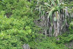 Pandanus dubius