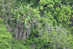Pandanus dubius