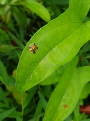 Aspidimorpha sanctaecrucis