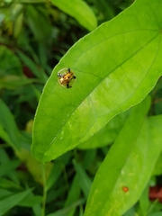 Aspidimorpha sanctaecrucis