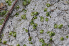 Monocarpus sphaerocarpus