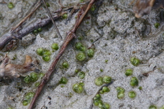 Monocarpus sphaerocarpus
