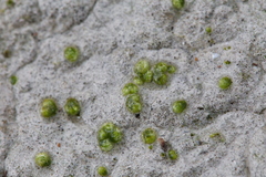 Monocarpus sphaerocarpus