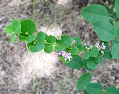 Lespedeza cyrtobotrya
