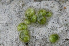 Monocarpus sphaerocarpus