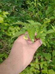 Physalis virginiana