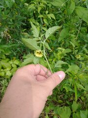 Physalis virginiana