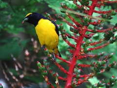 Scrub Euphonia photo 1