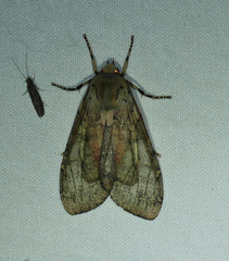 Pseudohemihyalea labecula