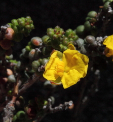 Hibbertia microphylla