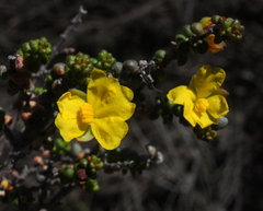 Hibbertia microphylla