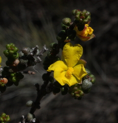 Hibbertia microphylla