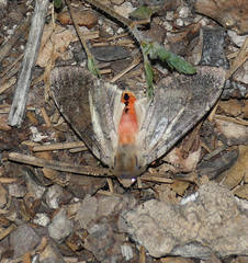 Pseudohemihyalea labecula