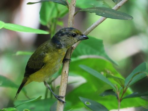 Scrub Euphonia