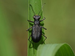 Parvindela