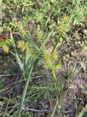 Cyperus hystricinus