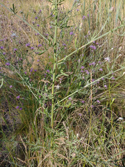 Centaurea ×psammogena