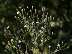 Centaurea ×psammogena