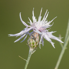Centaurea ×psammogena