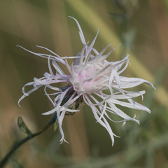 Centaurea ×psammogena