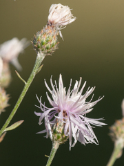 Centaurea ×psammogena