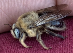 Xylocopa tabaniformis