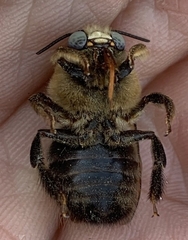 Xylocopa tabaniformis