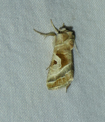 Hexorthodes accurata