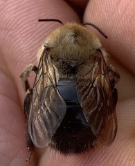 Xylocopa tabaniformis