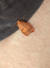 Miltochrista pyraula