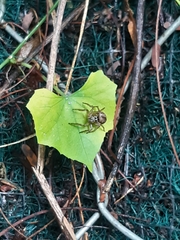 Salticidae
