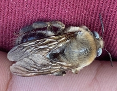 Xylocopa tabaniformis