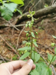 Epipactis papillosa