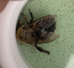 Xylocopa tabaniformis