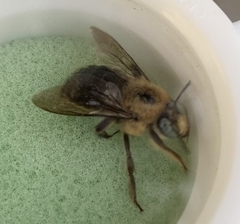 Xylocopa tabaniformis