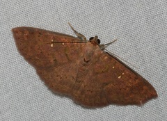 Sarobides inconclusa