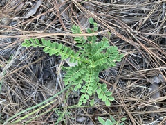 Astragalus soxmaniorum