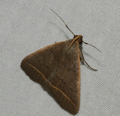 Simplicia cornicalis