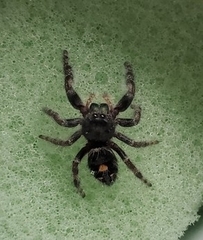 Phidippus audax
