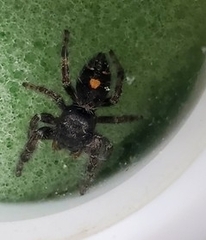 Phidippus audax