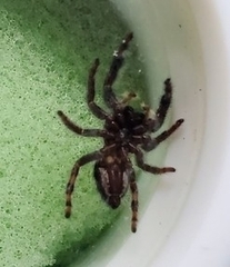Phidippus audax