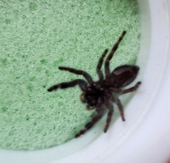 Phidippus audax