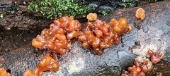 Tremella vesiculosa