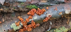 Tremella vesiculosa
